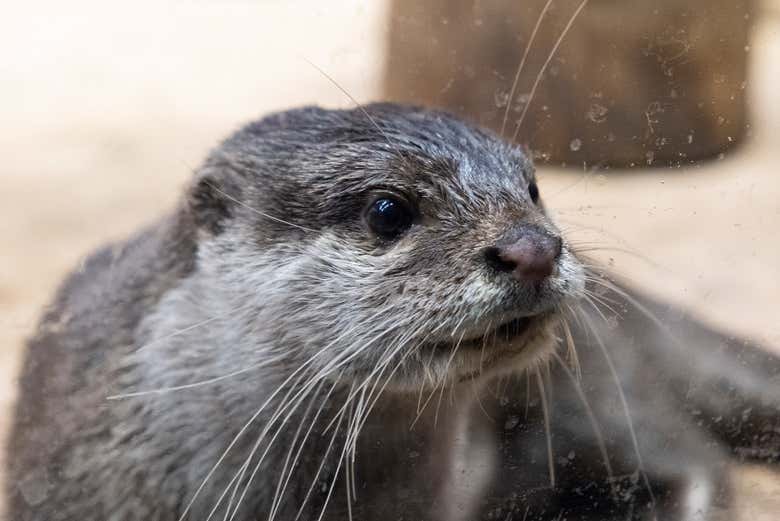 Una nutria 