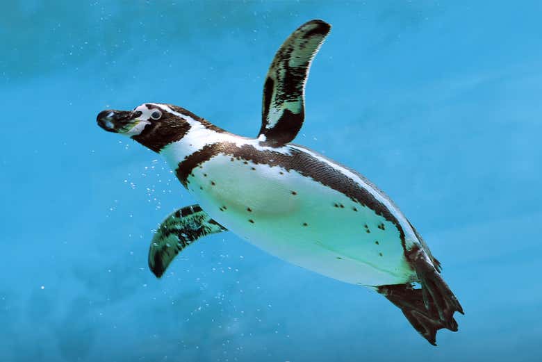 Un pinguino